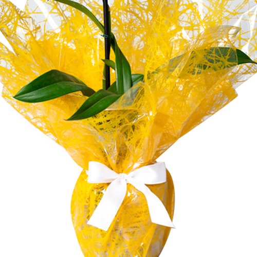 Mini Orquídea Chuva de Ouro