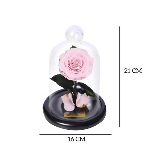 Mini Rosa Encantada Cor de Rosa