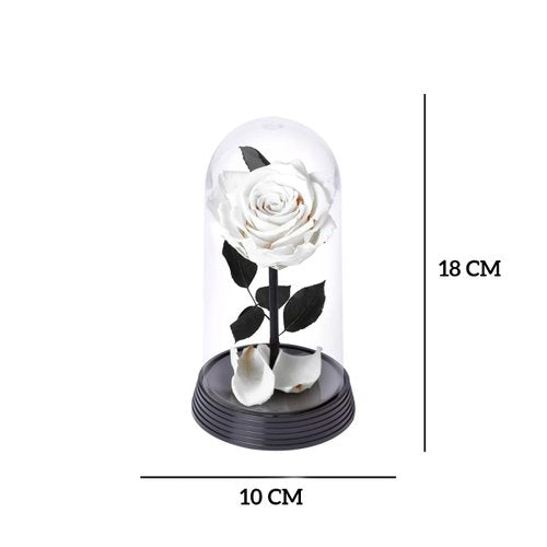 A Bela Rosa Encantada Branca