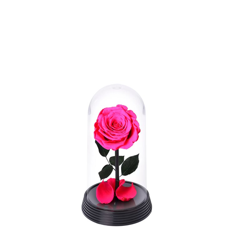 A Bela Rosa Encantada Pink