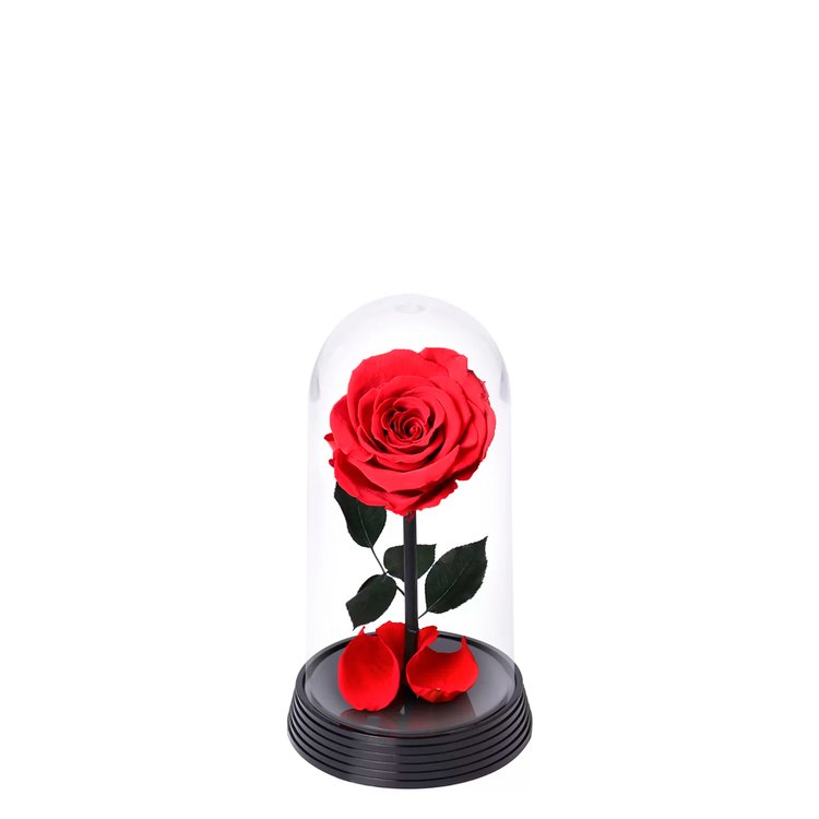 A Bela Rosa Encantada Vermelha