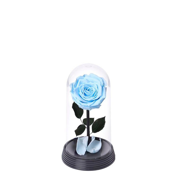 A Bela Rosa Encantada Azul Claro