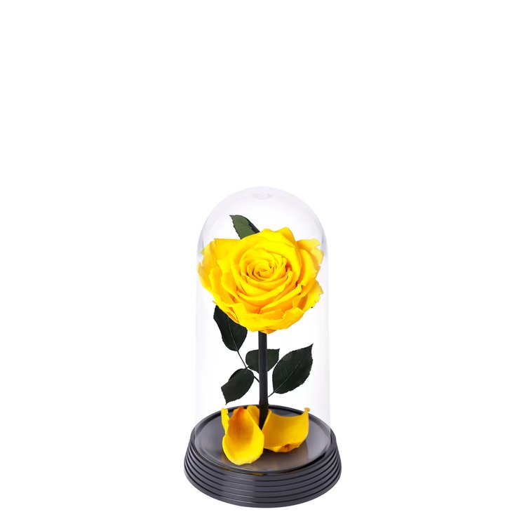 A Bela Rosa Encantada Amarela