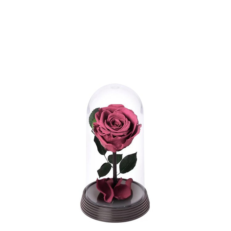 A Bela Rosa Encantada Roxa