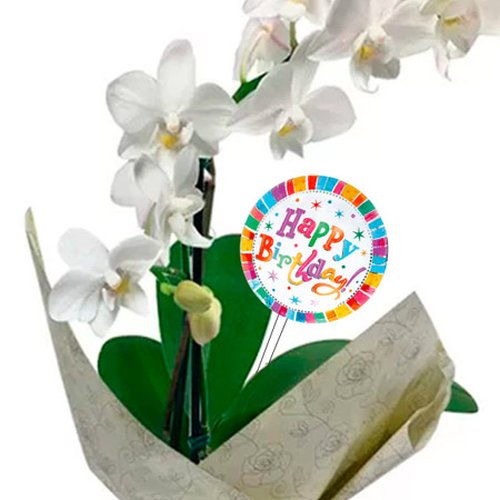 Mini Rara Branca e Placa Happy Birthday