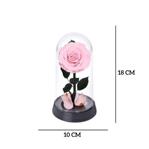 A Bela Rosa Encantada Cor de Rosa