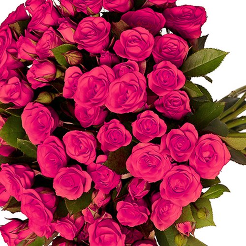 Buquê Royal de Mini Spray Pink