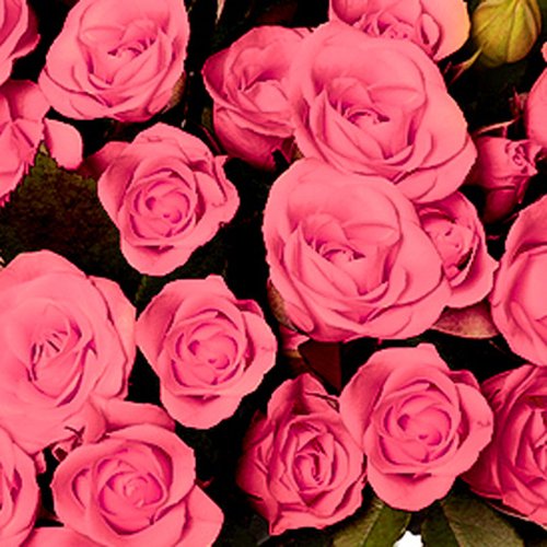 Buquê Royal de Mini Spray Cor de Rosa