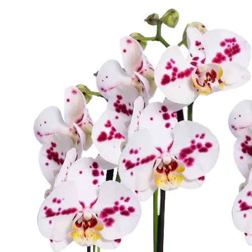 Orquídea Phalaenopsis Branca Mesclada para Presente