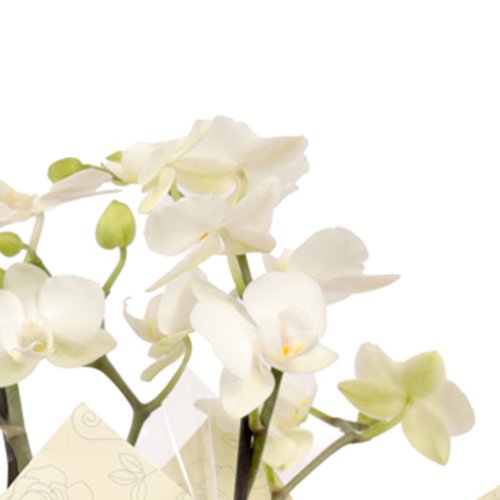 Cesta Flowers e Dog