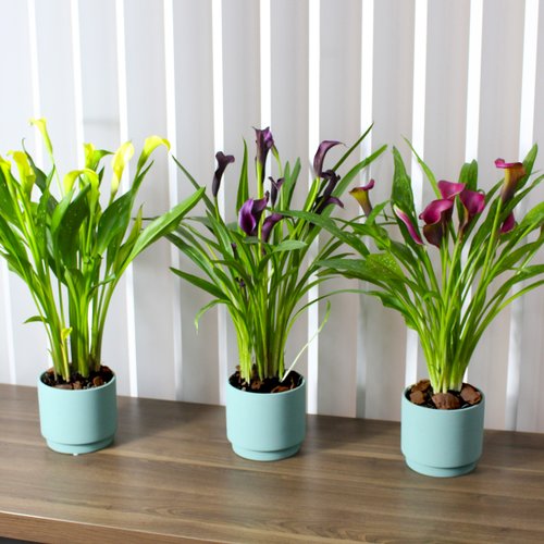 Callas Amarelo no vaso Garden