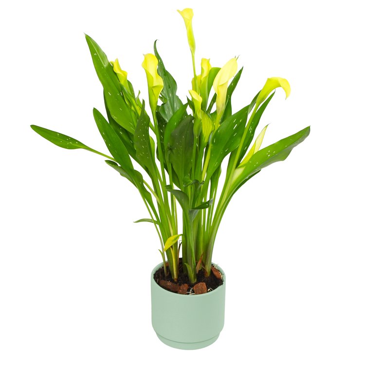 Callas Amarelo no vaso Garden